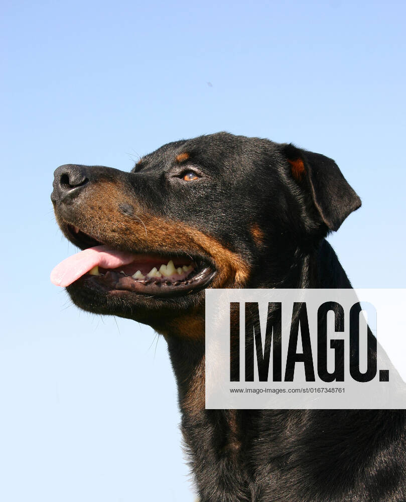 Portrait of a purebred rottweiler in a blue sky , 2777529.jpg, dog, rottweiler, pet, animal, purebred, pedigree, canine, one, outdoors, collar, guard dog, cute, black, beautiful, nature, head, looking, nose, expression,
