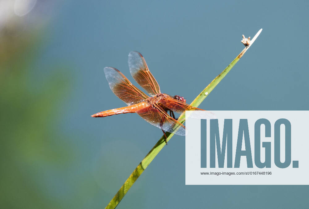 JOURNAL.A rare orange dragonfly sunbaths on a tall grass at Bob Gerding Catch and Release Pond. Photographed on Sunday August 28, 2022. JOURNAL Albuquerque USA - ZUMAab1_ 20220828_zaf_ab1_003