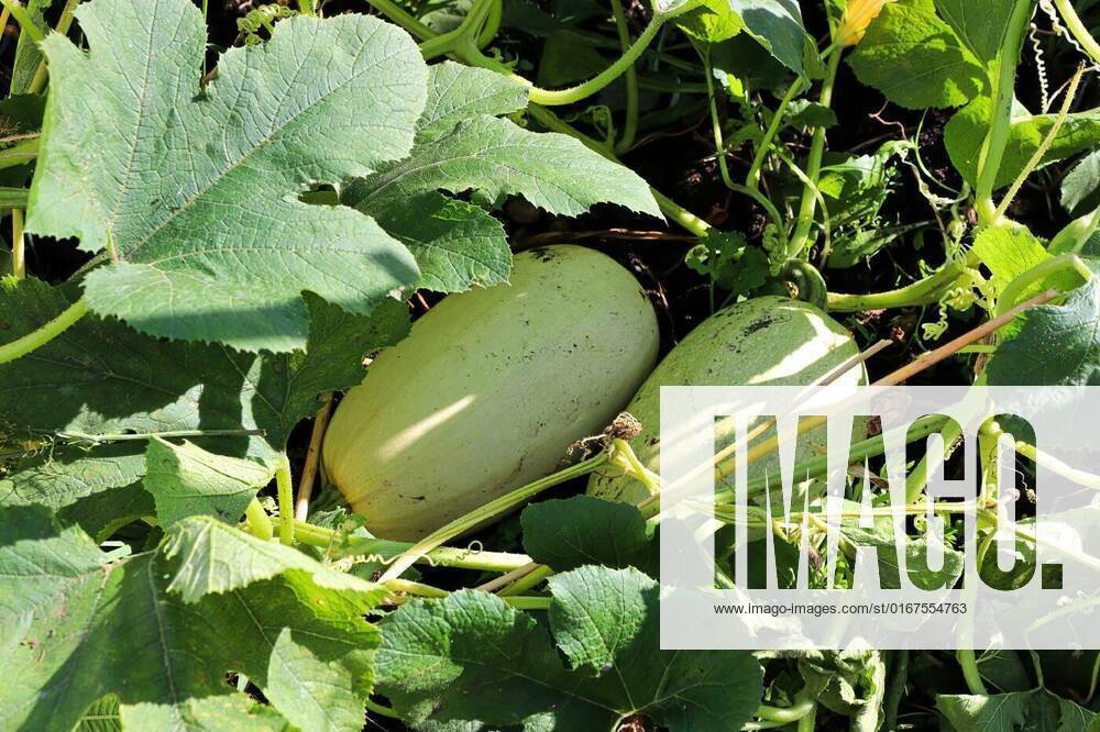 Two sweet pumpkins growing in the summer, Two sweet pumpkins growing in the summer., Two sweet pumpkins growing in the summer., 05.11.2021,