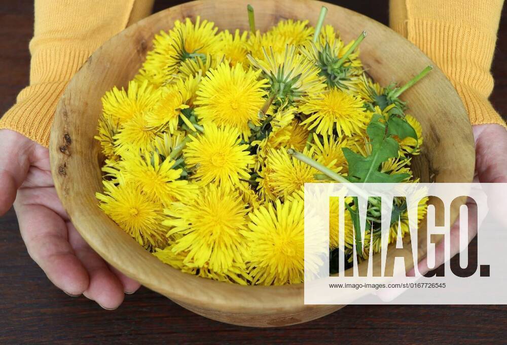 Fresh whole dandelion plant with roots, flower and leaves in a wooden bowl, make ready for tea. Herbalism concept, alternative medicine, Fresh whole dandelion plant with roots, flower and leaves in a wooden bowl, make ready for tea. Herbalism concept, alternative medicine ., Fresh whole dandelion plant with roots, flower and leaves in a wooden bowl, make ready for tea. Herbalism concept, alternative medicine ., 27.12.2021,