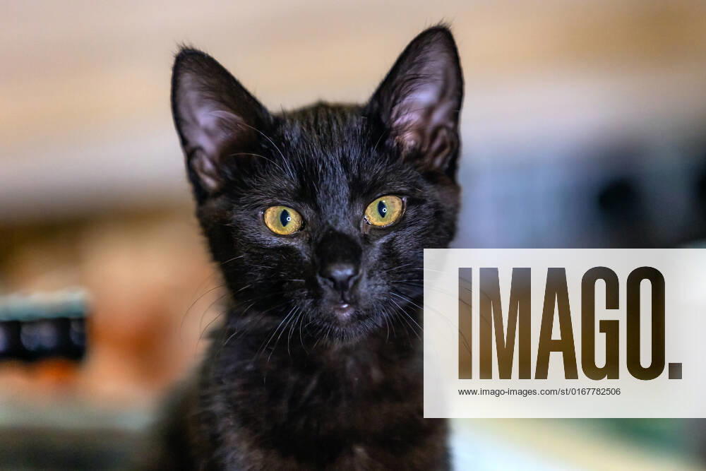 Black cat,kitten,black cats,kittens fst-kwm