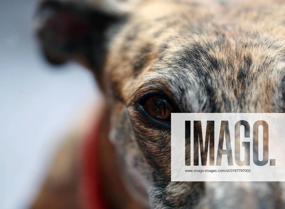 Dog,eye,dogs,eyes j13-fla