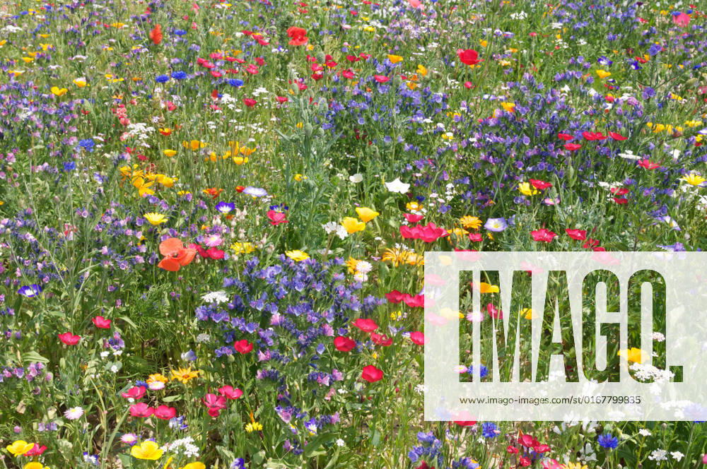 Flower carpet,honey plant,summer flowers,flower carpets,honey plants jwv-fyx