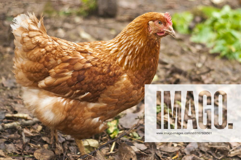 Chicken , 4043428.jpg, chicken, bird, animal, crown, red, comb, crest, head, closeup, farm, breed, meat, lean, healthy, food, farmland,