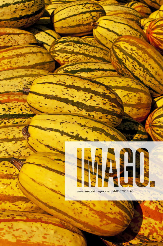Squash , 4108982.jpg, squash, spaghetti-squash, yellow, striped, gourd, pumpkin, vegetable, ingredient, fine, cooking, healthy, yellow, autumnal, seasonal, product, offer, sale,