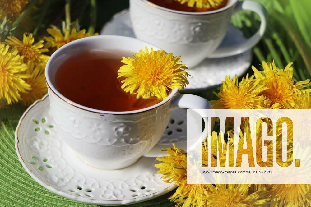Dandelion tea with a fresh yellow flower inside a cup. Vitamin drink. Dandelion herbal tea for health., Dandelion tea with a fresh yellow flower inside a cup. Vitamin drink. Dandelion herbal tea for health., Dandelion tea with a fresh yellow flower inside a cup. Vitamin drink. Dandelion herbal tea for health., 23.01.2022,