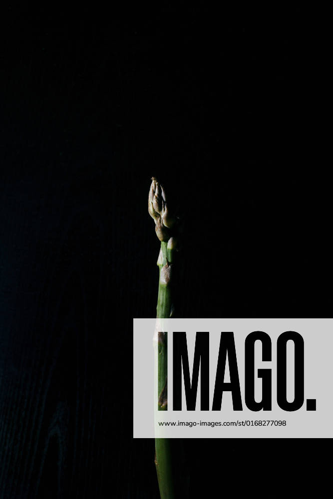 A close up macro photo of an asparagus stalk on a dark background A close up macro photo of an asparagus stalk on a dark background