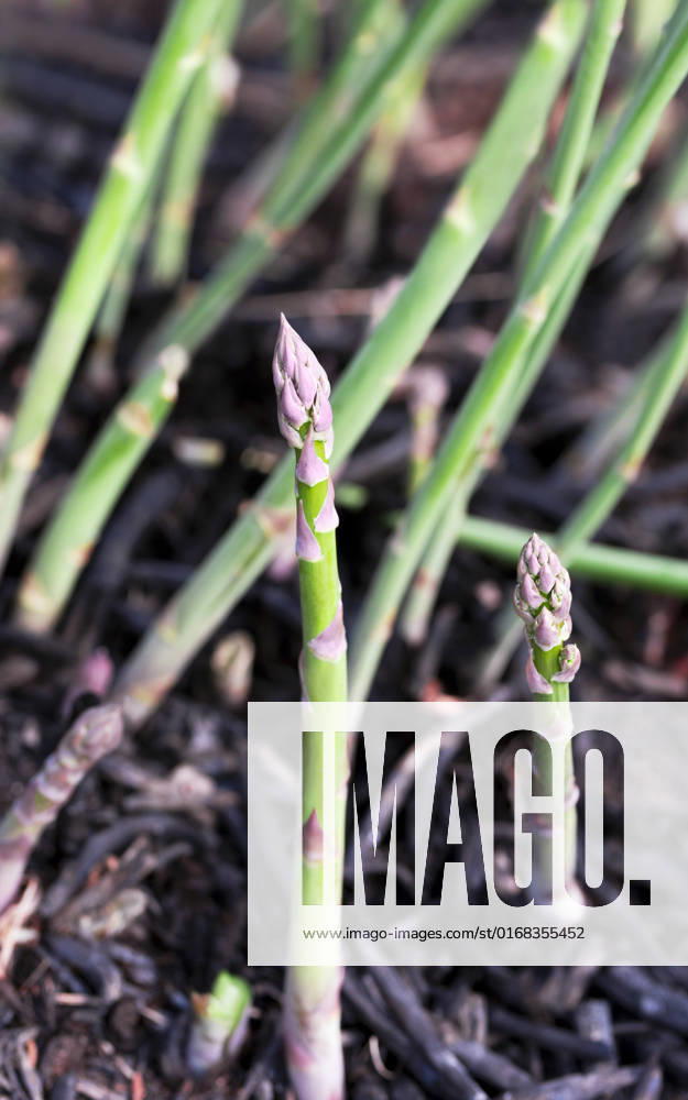 Asparagus spears growing in a burned patch. Asparagus spears growing in a burned patch.