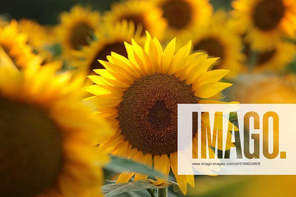 Sunflower, Sunflower - Helianthus annuus at sunset, Sunflower - Helianthus annuus at sunset, 07.08.2022,