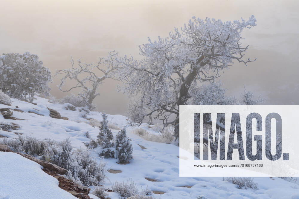 USA, Southwest, Utah, Moab, Canyonlands National Park, Island in the Sky, tree in morning fog
