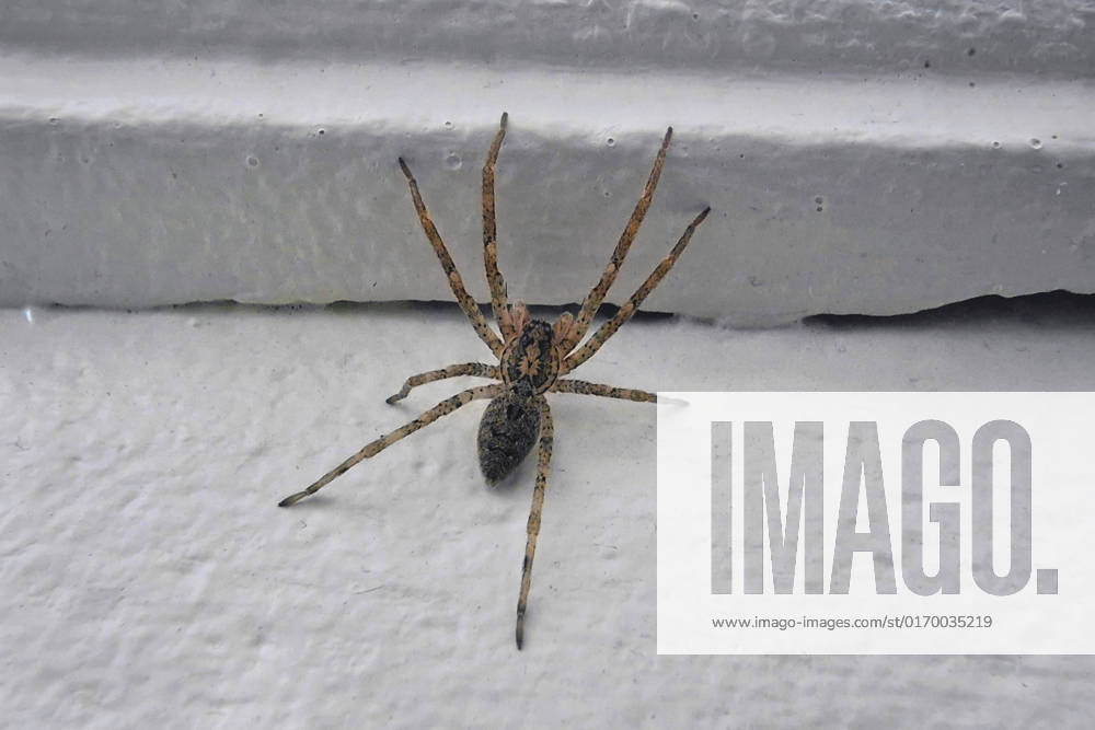 Nosferatu Spider, Nosferatu Spider Zoropsis spinimana , to the Housewall, Germany, NRW Zoropsis spinimana Zoropsis spinimana , ON The wall, Germany, North Rhine Westphalia BLWS673693