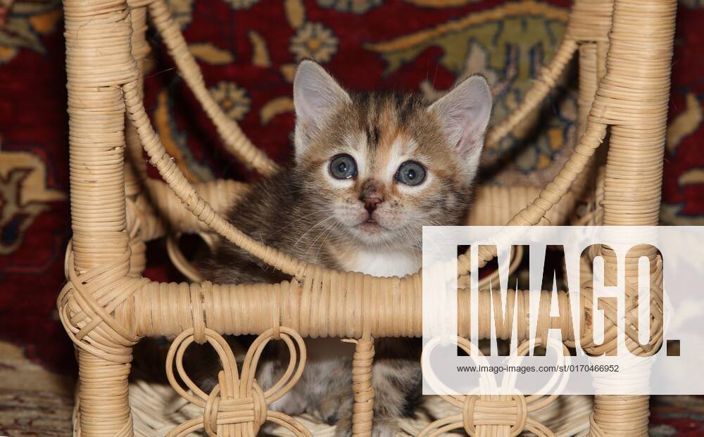 Boy House cat running sits in a bast chair