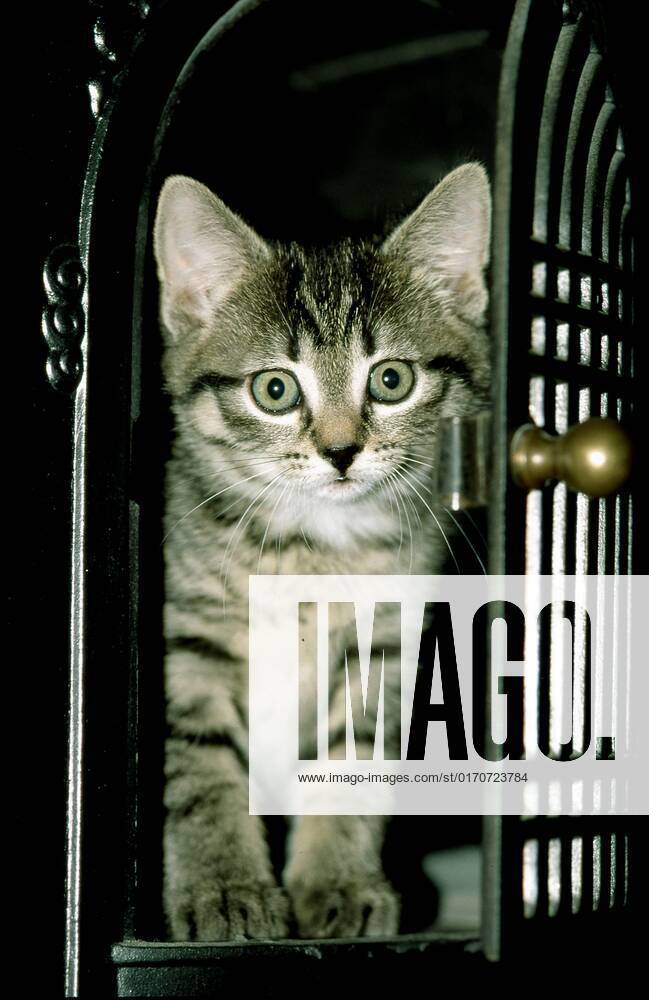 Young one Kitten, mackerel iron Oven door