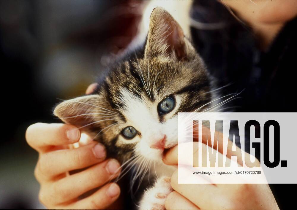 Kittens in Child s Hand