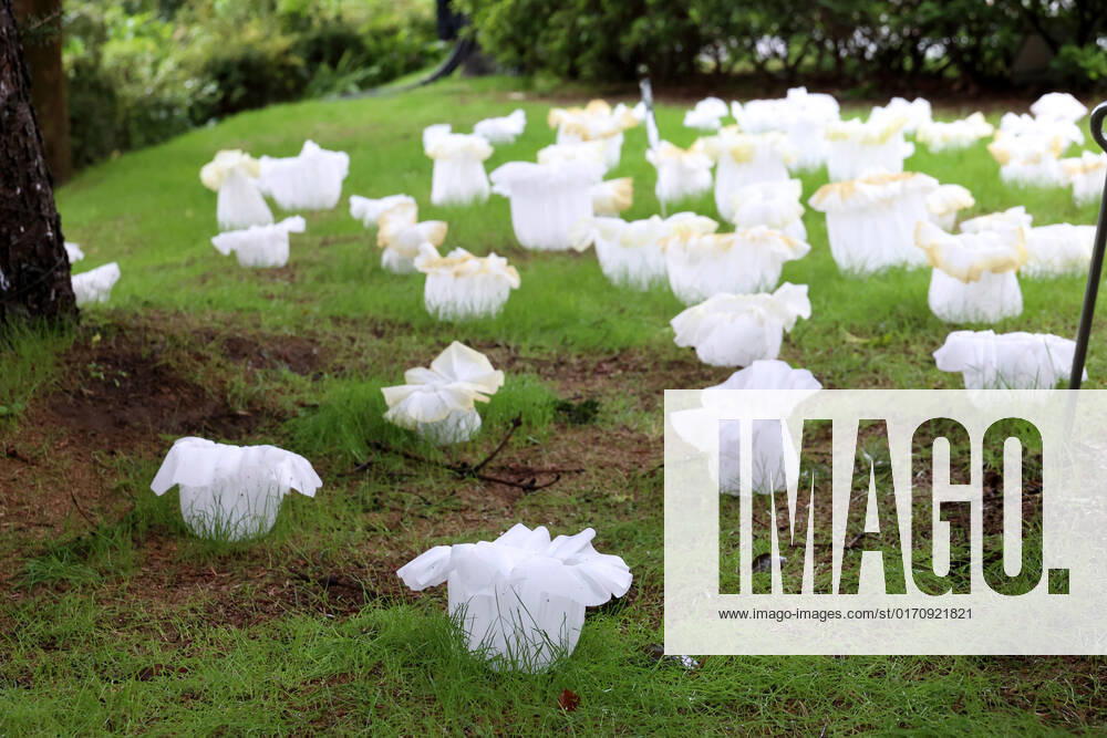 Tokyo, Japan - An installation as it is. -equilibrium flower- of some 2,000 flower like objects with small LED lights is displayed at a park of the Tokyo Midtown as a part of the Tokyo Midtown Design Touch 2022 in Tokyo on Friday, October 14, 2022. An annual design event with the theme of Design for Sustainable Future started at the Tokyo Midtown through November 3. , aflo_201255374.jpg,
