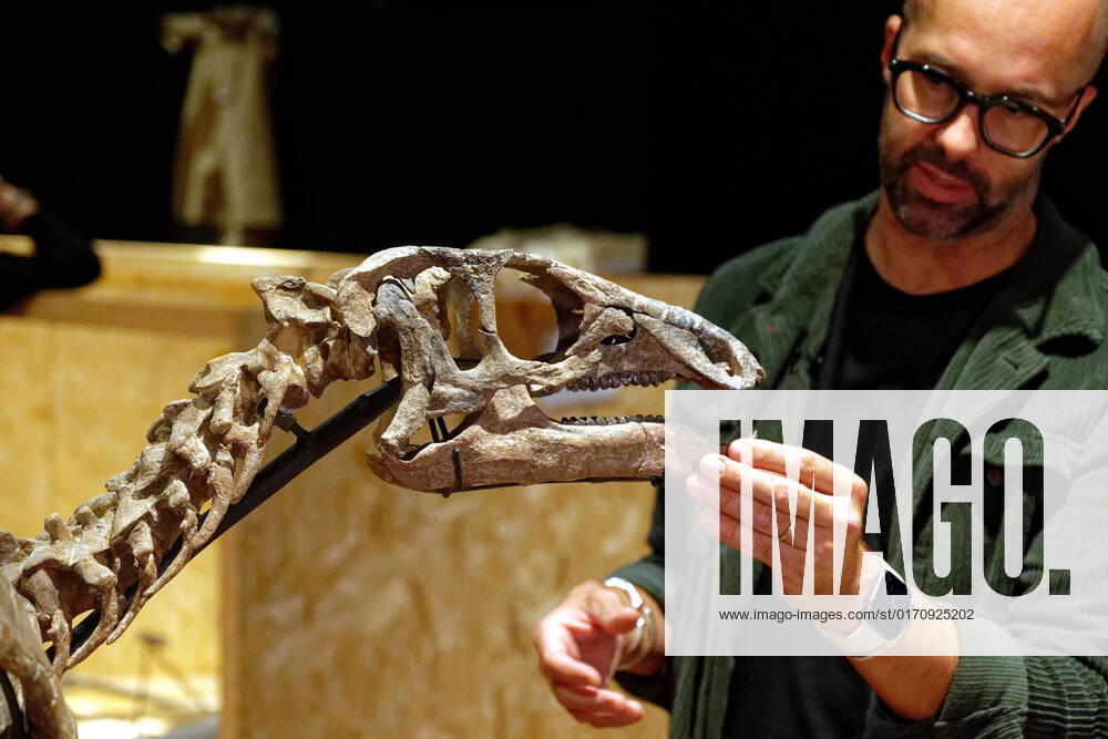 KW41 Paris, Vorbereitungen auf Versteigerung von Dinosaurier-Skelett in Paris aris France 14 Octobre 2022 Illustration avant la vente annuelle Naturalia a Drouot montage du squelette fossilise de Zephyr, un dinosaure de la famille des iguanodon vieux de plus de 150 millions dannees Son estimation est comprise entre 400 000 et 500 000 â‚¬. Decouvert en 2019 dans le Colorado (USA) Zephyr a fait l objet dune minutieuse restauration assuree par une equipe de paleontologues italiens. Illustration before the annual Naturalia sale at Drouot Montage of the fossilized skeleton of Zephyr, a dinosaur from the iguanodon family over 150 million years old. Its estimate is between â‚¬400,000 and 500,000. Discovered in 2019 in Colorado (USA), Zephyr has undergone a meticulous restoration carried out by a team of Italian