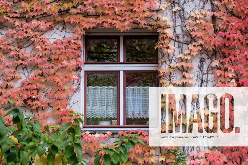 Autumn leaves on a house facade in Gudvanger Straße in Berlin Prenzlauer Berg Autumn leaves on a house facade in Gudvanger Straße in Berlin Prenzlauer Berg Autumn in Berlin s_p20220930-10651