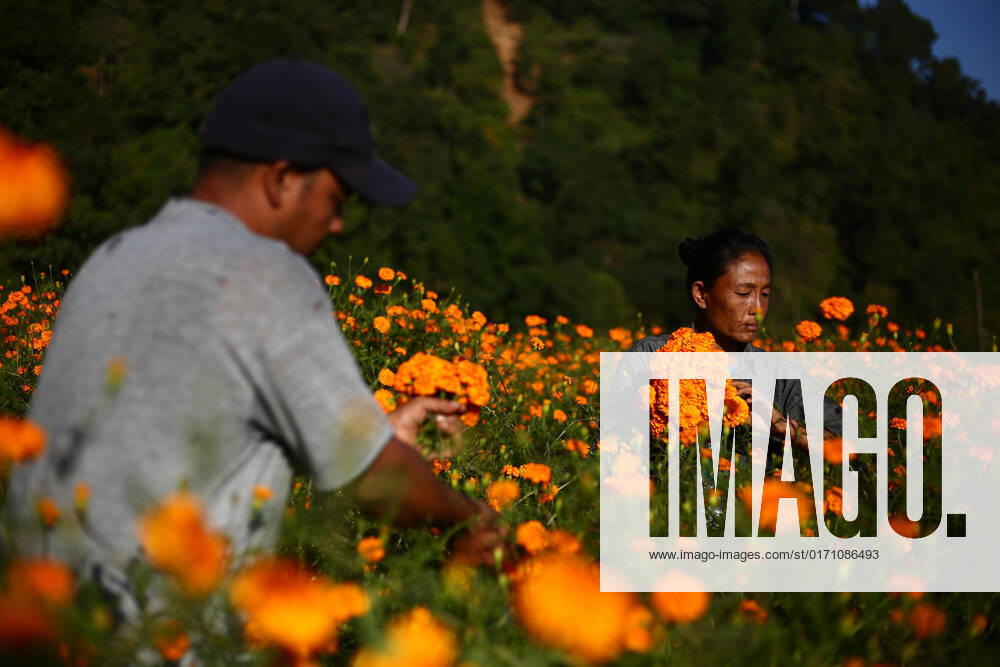 Marigold flowers in full bloom in Nepal ahead of Tihar Diwali Nepali florists pluck the Marigold flower from a field in outskirts of Kathmandu and load it into Doko a traditional container made up of bamboos to ferry it to local market for Tihar Festival which starts from Sunday (23 October, 2022). The Tihar festival also observed as Diwali in India sees high demand of flowers specially the marigold which is used to decorate the architectures as well as worship the gods, animals and human. Due to the prolonged and heavy monsoon the production of marigold in Nepal has shrunked in comparison to previous years. With reduction in production, the price of flowers has gone high. Kathmandu Bagmati Nepal