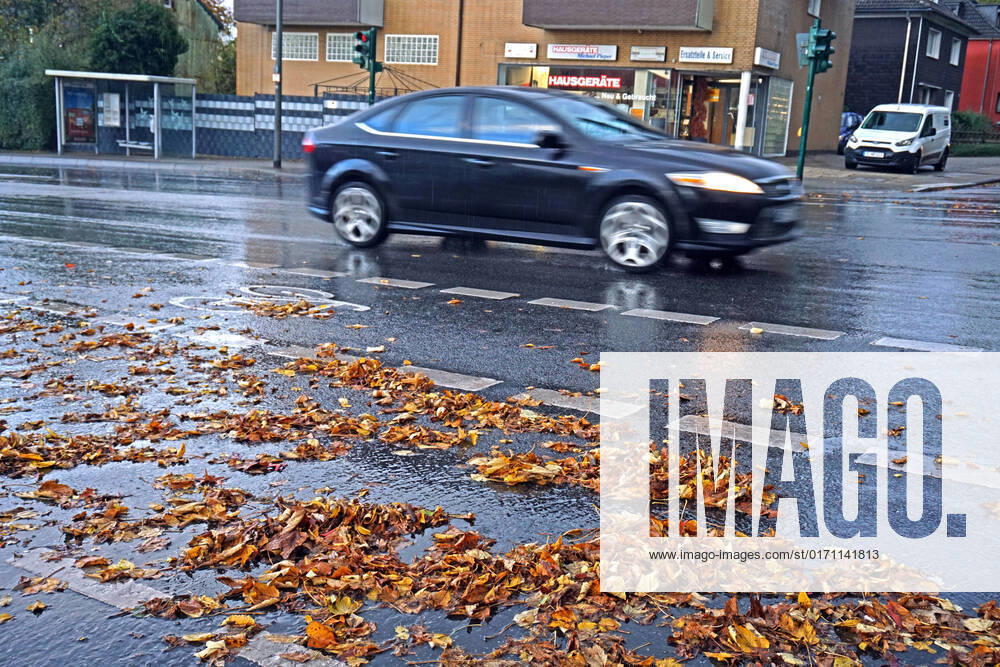 Driving in autumn Wet leaves increase the risk of slipping on roads