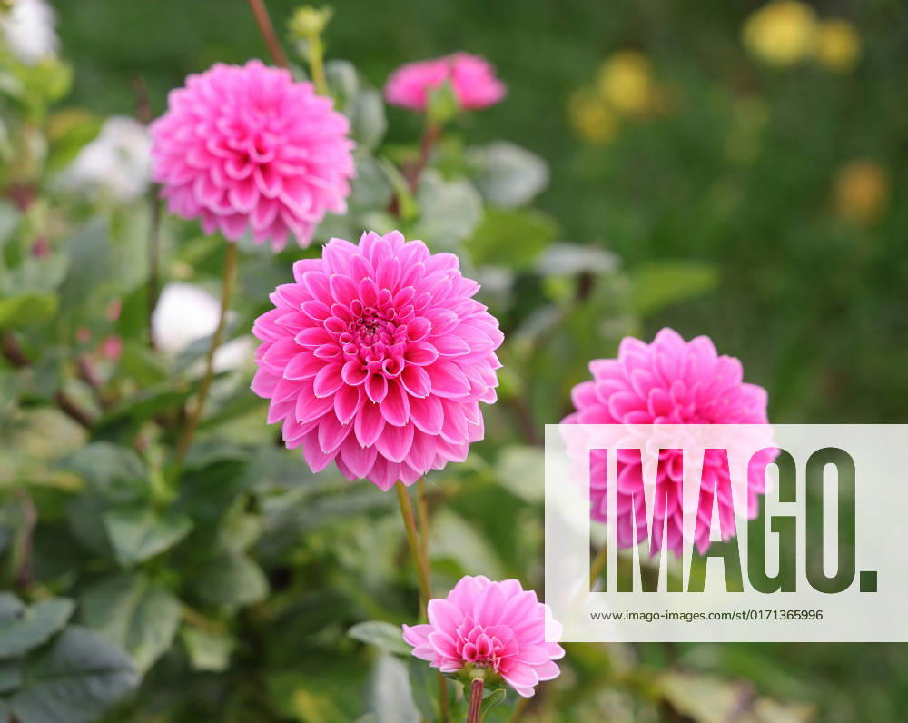 Germany, NRW, floriculture, plants, cut flowers, pink dahlias on a field, dahlia NRW Germany