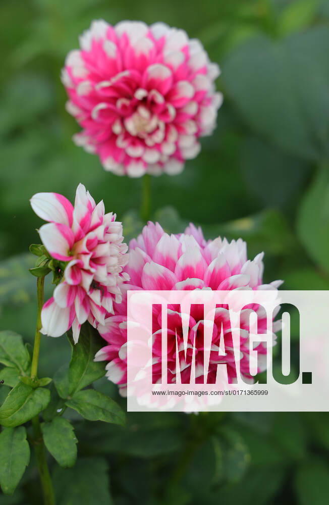 Germany, NRW, floriculture, plants, cut flowers, pink white dahlias on a field, dahlia NRW Germany