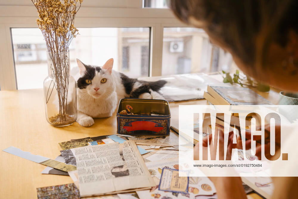 Freelancer cutting paper clipping by cat on desk at home model released, Symbolfoto property released, MMPF00412