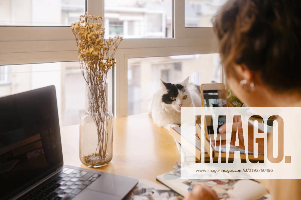 IMAGO Creative: Business - Work-Life Balance Graphic designer photographing cat through smart phone on desk at home model released, Symbolfoto property released, MMPF00416