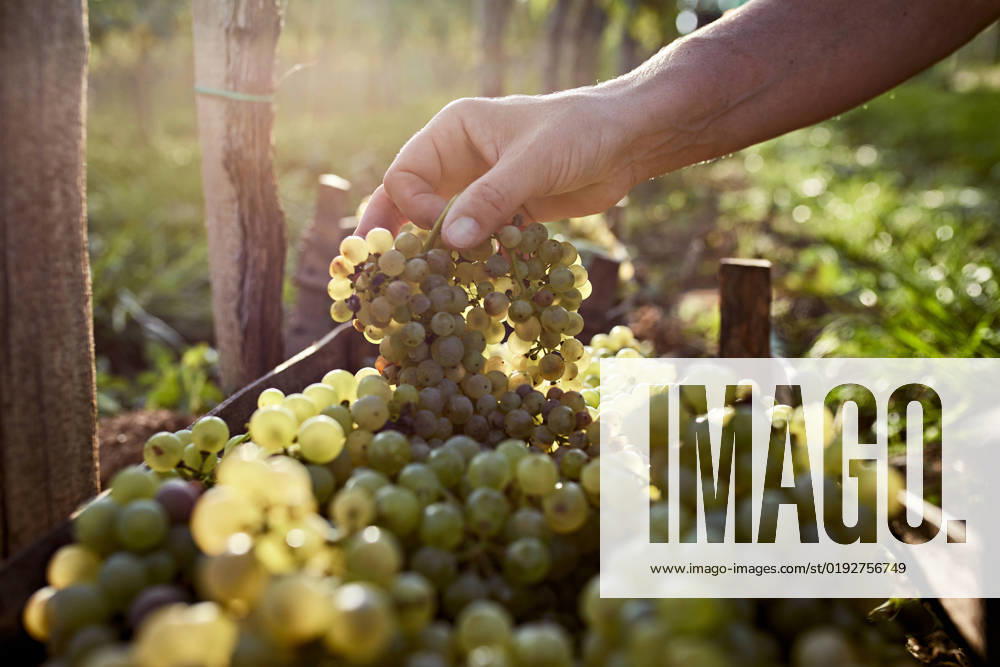 Hand of farmer holding bunch of grapes on sunny day model released, Symbolfoto property released, ZEDF04877