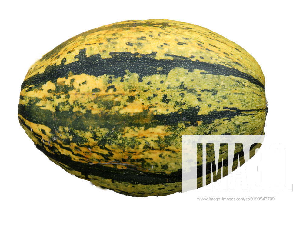 Saxony Anhalt Saxony Anhalt Halle Saale on the B100 pumpkins to pick yourself RegioFarmers GmbH farm in Landsberg agriculture pumpkin pumpkins photo spaghetti squash spaghetti squash