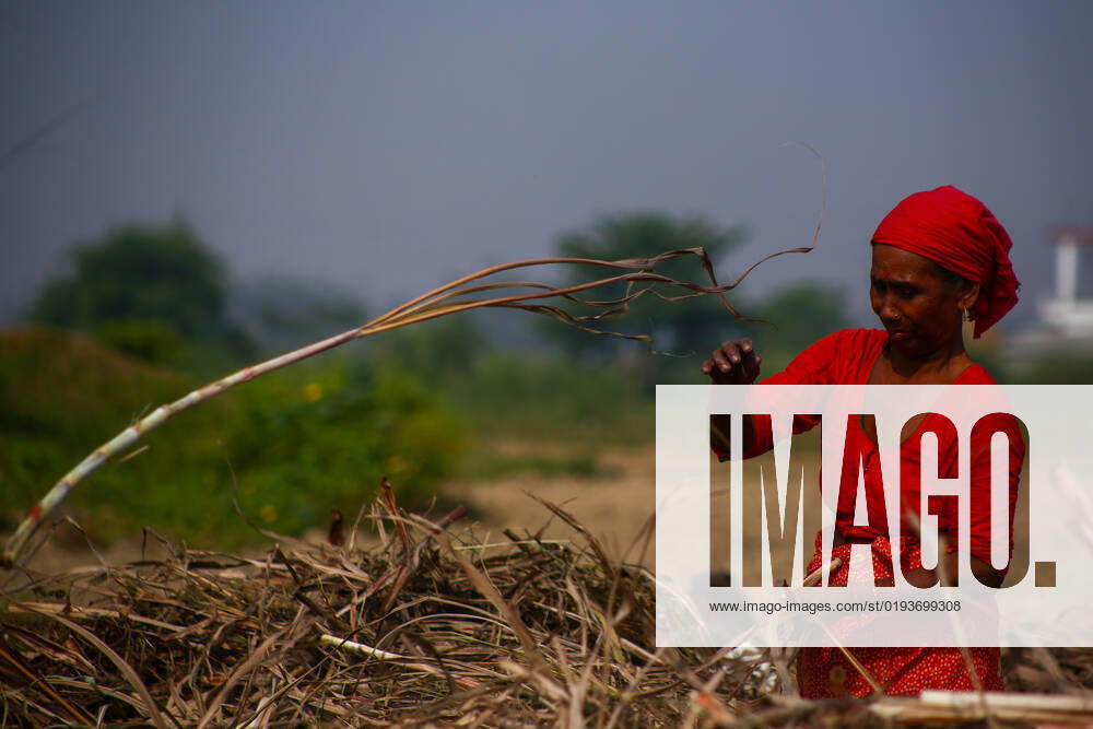 Sugarcane farming in Nepal Farmers work on a sugarcane field in Nawalparasi of Nawalpur District in Nepal selecting stems to transplant it in next season to cultivate sugarcane in their field. The Agriculture is the main source of livelihood for locals living in rural parts of Nepal. Nawalparasi Gandaki Nepal