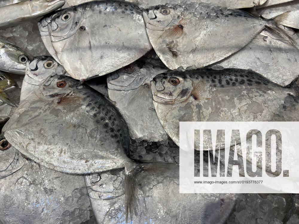 Survey Suggests 20 Per Cent Of Canadians Skipping Meals Due To High Food Costs Moonfish displayed at a grocery store in Mississauga, Ontario, Canada on November 11, 2022. The majority of respondents in a Canada-wide survey said they are using coupons or hunting for sales to cope with increasing food costs. Nearly 20 per cent were also reducing meal sizes or skipping meals altogether in order to save money. Nearly five per cent of those surveyed said they had stolen food out of necessity, and about five per cent had used a food bank or community fridge. Statistics Canada s consumer price index report said while the country s annual inflation rate dropped slightly to 6.9 per cent in September, the cost of groceries continued to climb. Grocery