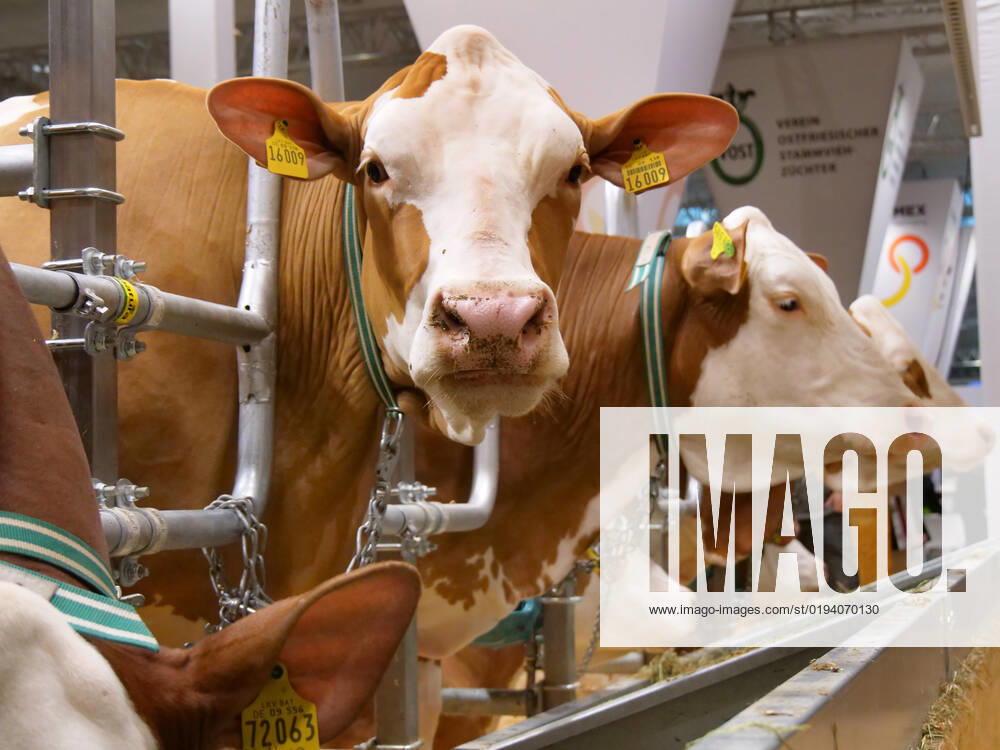 Impressions and tour of the EuroTier 2022 in the Hanover Fair from 15 11 18 11 2022 EuroTier 2022
