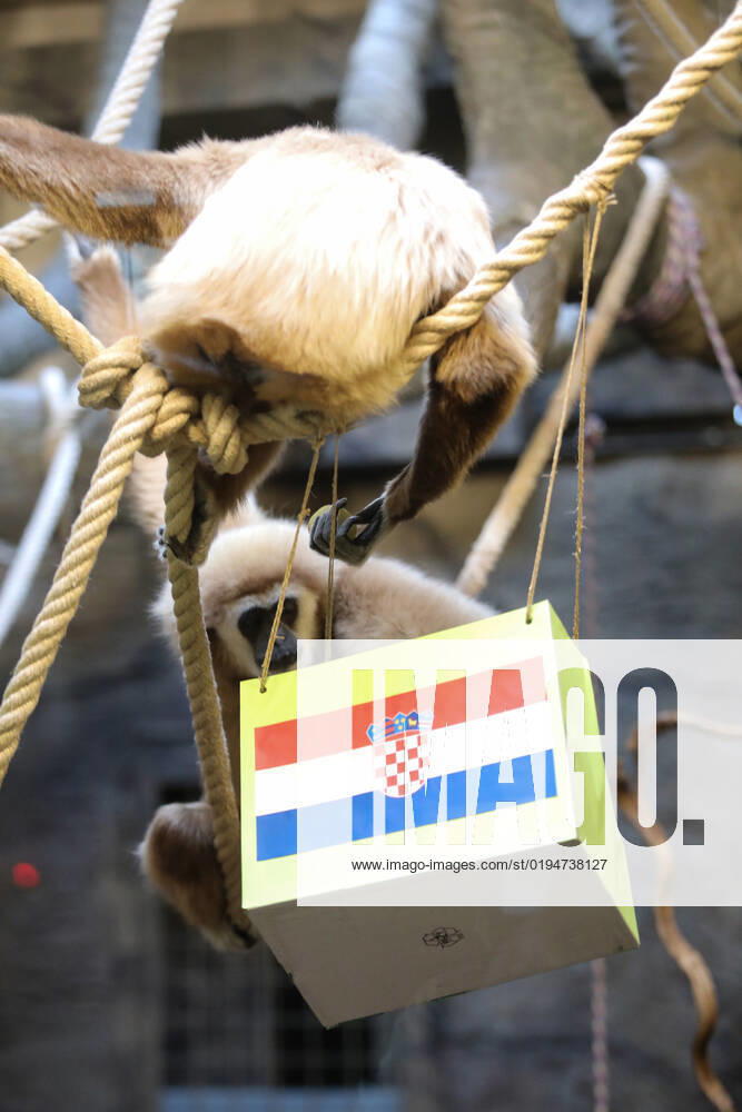 FIFA WM 2022, Orakel Gibbon Kent aus dem Zoo Zagreb tippt Marokko gegen Kroatien Gibbon Kent chose the winner of the World Cup match Gibbon Kent chose the winner of the World Cup match between Croatia and Morocco, in his enclosure at the Zagreb Zoo, in Zagreb, Croatia, on November 22, 2022, TomislavxMiletic PIXSELL