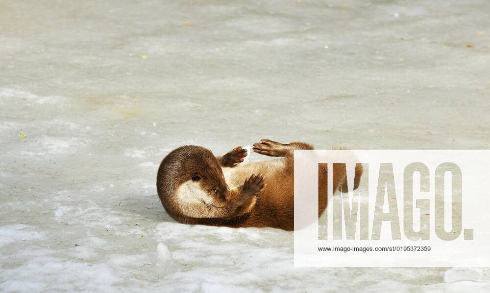 European Otters Lutra Lutra at the Coat care at the Ice one frozen Ponds at Winter, Germany, Europe