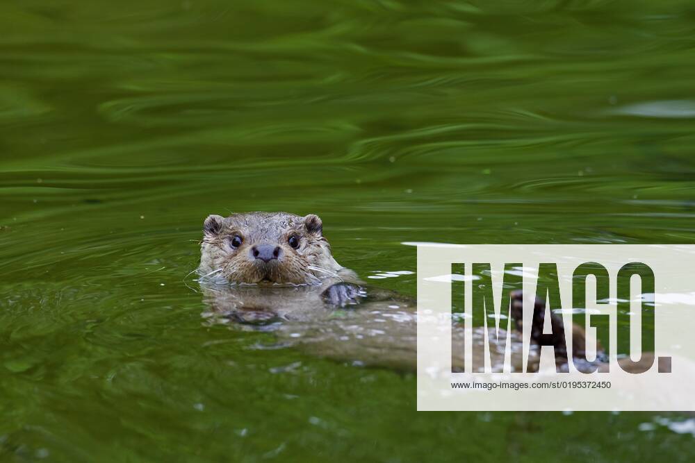 European River Otter Lutra Lutra swims at the Back at River