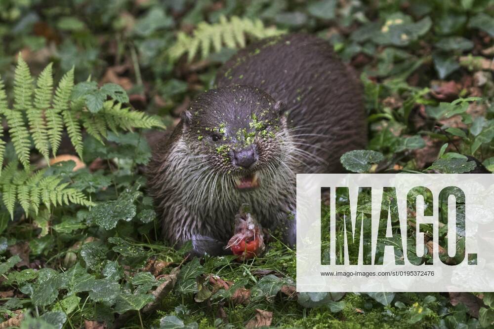 European River Otter Lutra Lutra eats Prisoners Fish at Forest