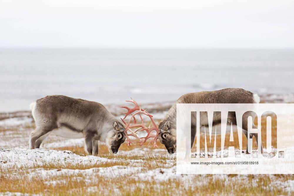 Two male Svalbard Ren Rangifer tarandus platyrhynchus , Cops, the at the Tundra at Autumn with their Antlers battle, Autumn, Svalbard, Norway, Europe
