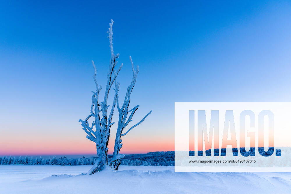 Winter landscape with trees, hoar frost and snow at sunset in Erzgebirge Zinnwald Saxony Germany Reise FB_2017_0048
