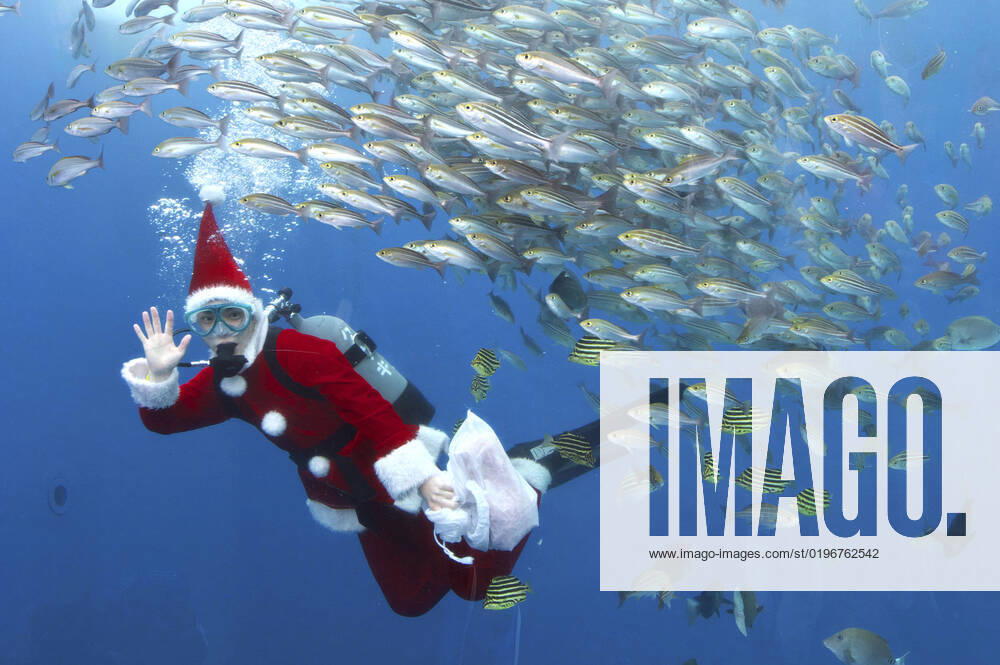 A diver in Santa costume swims with fish in a large tank during an underwater performance for the upcoming Christmas party at Hakkeijima Sea Paradise Yokohama, 17 12 2022. Foto:xK.xFuturexImage