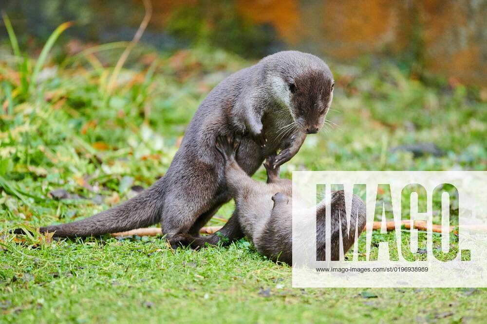 Two Otters Lutra Lutra Play together at a Meadow at Bavarian Forest, Bavaria, Germany, Europe