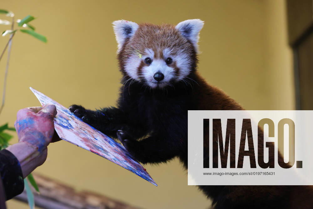 NRW, North Rhine-Westphalia, Kleve, Kleve Zoo, painting animal, painting, animal painting, art, red panda, the female panda KAMALA paints, the paintings are to be sold to finance the expansion of the new panda facility and
