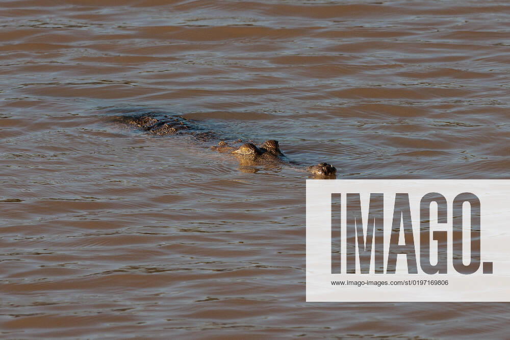 BUNUBA RANGERS, A Johnstone s crocodile or freshwater crocodile is seen in the Danggu Geikie Gorge National Park on the Fitzroy River near Fitzroy Crossing in the Kimberley region of Western Australia on Saturday, October 15, 2022. Bunuba Aboriginal people are the traditional owners and are joint park managers. The Bunuba Rangers, based in Fitzroy Crossing, are an independent group established by the Bunuba Dawangarri Aboriginal Corporation (BDAC) to help manage significant central west Kimberley conservation reserves established on Bunuba country.( NO ARCHIVING, , NO USE IN BOOKS WITHOUT CONSENT WA AUSTRALIA