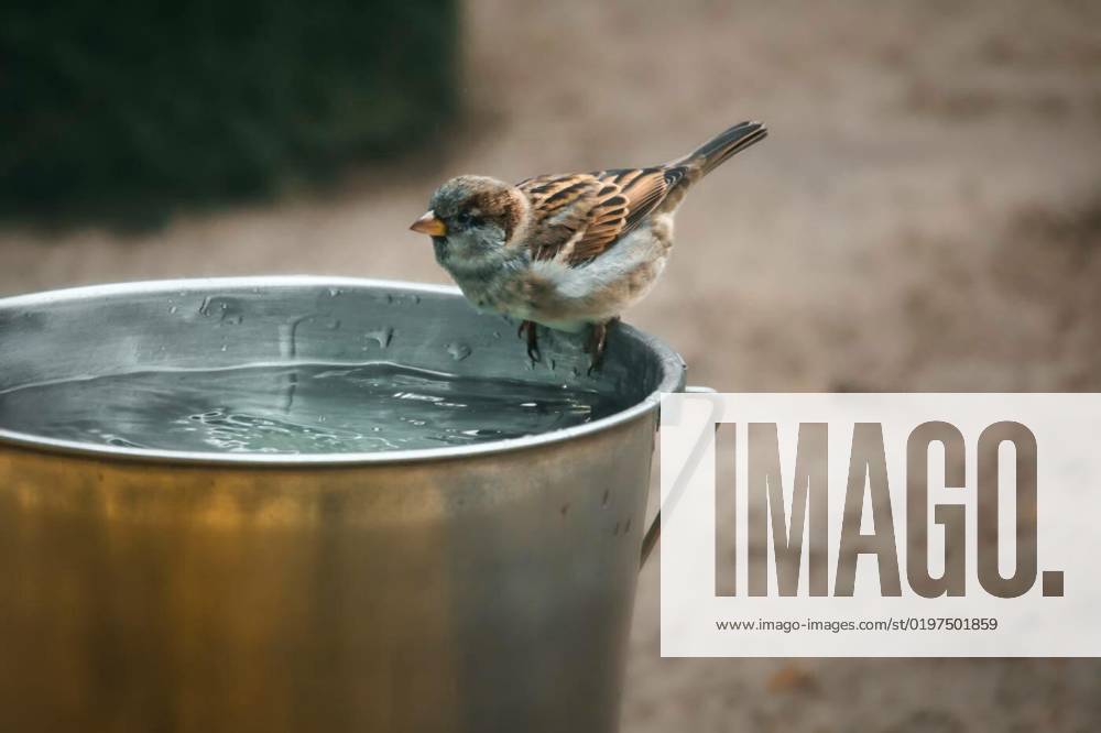 Sparrow bathing at a water bucket. endangered species. cute little bird. animal, Sparrow bathing at a water bucket. endangered species. cute little bird. animal photo in the wild, Sparrow bathing at a water bucket. endangered species. cute little bird. animal photo in the wild, 19.09.2022,
