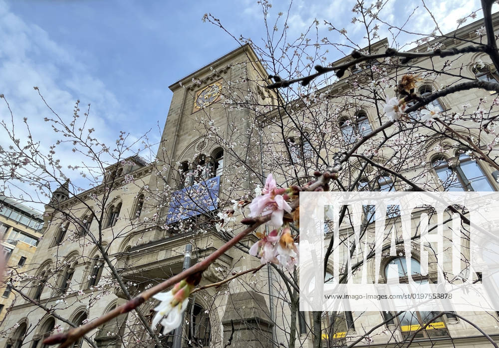 Saxony Anhalt Saxony Anhalt Halle Saale winter bloomers winter flowers blossoms photo scented snowball at Juliot Curieplatz