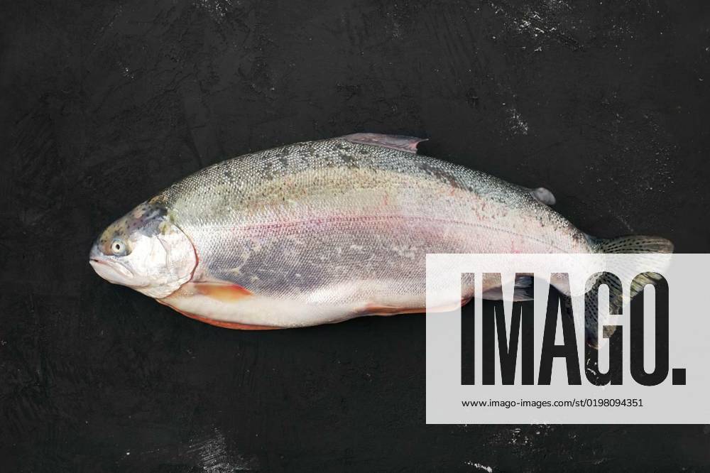 Raw tasmanian ocean trout on black background, Raw tasmanian ocean trout on black concrete background, Raw tasmanian ocean trout on black concrete background, 07.10.2022,