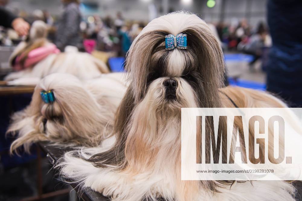 Brno National Dog Show starts in Brno Exhibition Center, Czech Republic, January 8, 2023. (CTKxPhoto PatrikxUhlir) CTKPhotoP2023010803524 P2023010803524