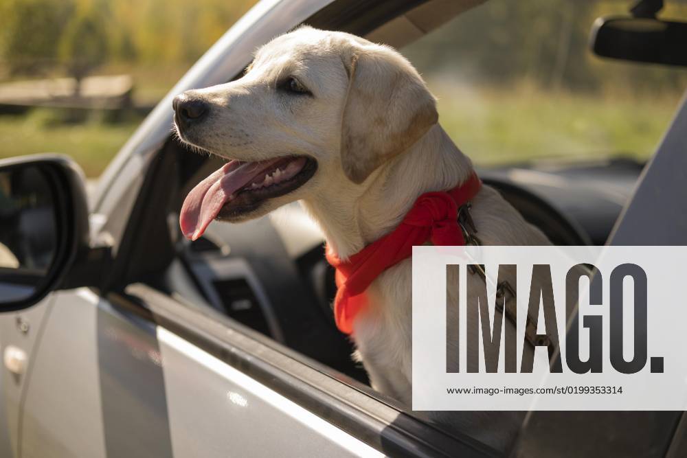 Cute dog with red bandana car. High quality photo cute dog with red bandana car. High resolution photo
