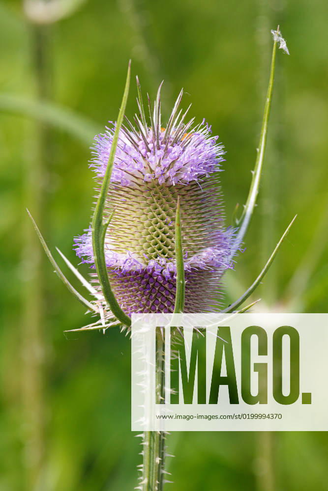 Wild card, Card Dipsacus fullonum, Dipsacus sylvestris , Inflorescence, Germany, Bavaria Wild teasel, Fuller S teasel, Common teasel, Common teazle Dipsacus fullonum, Dipsacus sylvestris , flourishing, Germany, Bavaria BLWS678623