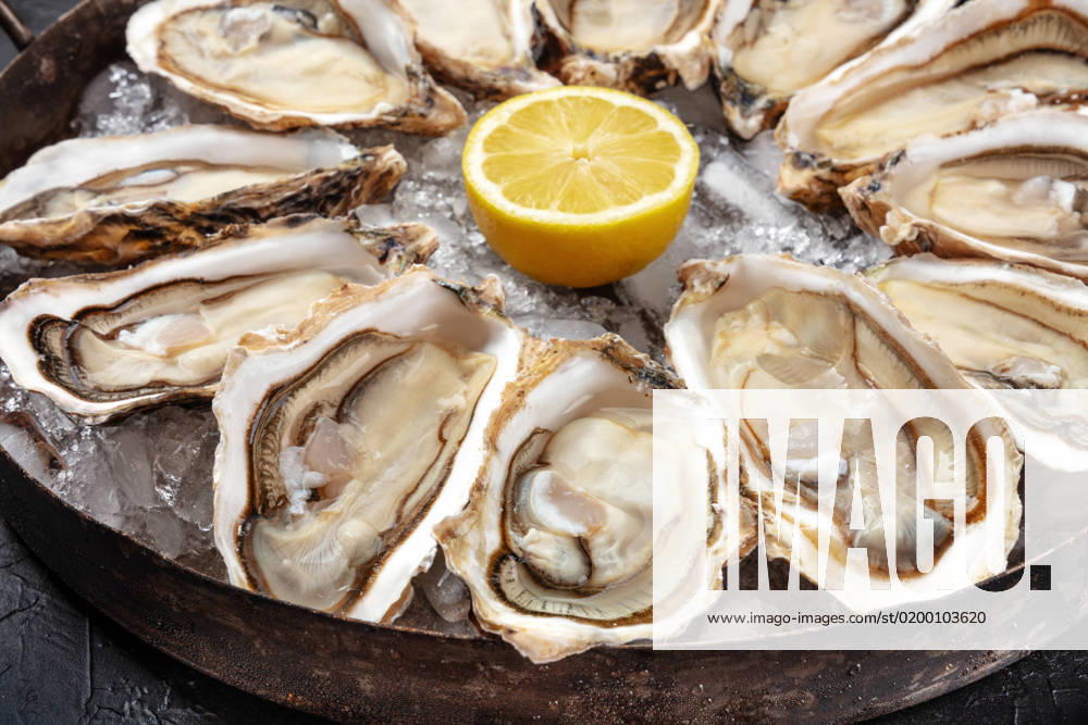Oysters close-up. A dozen of raw oysters on a platter Oysters close-up. A dozen of raw oysters on a platter, with lemon