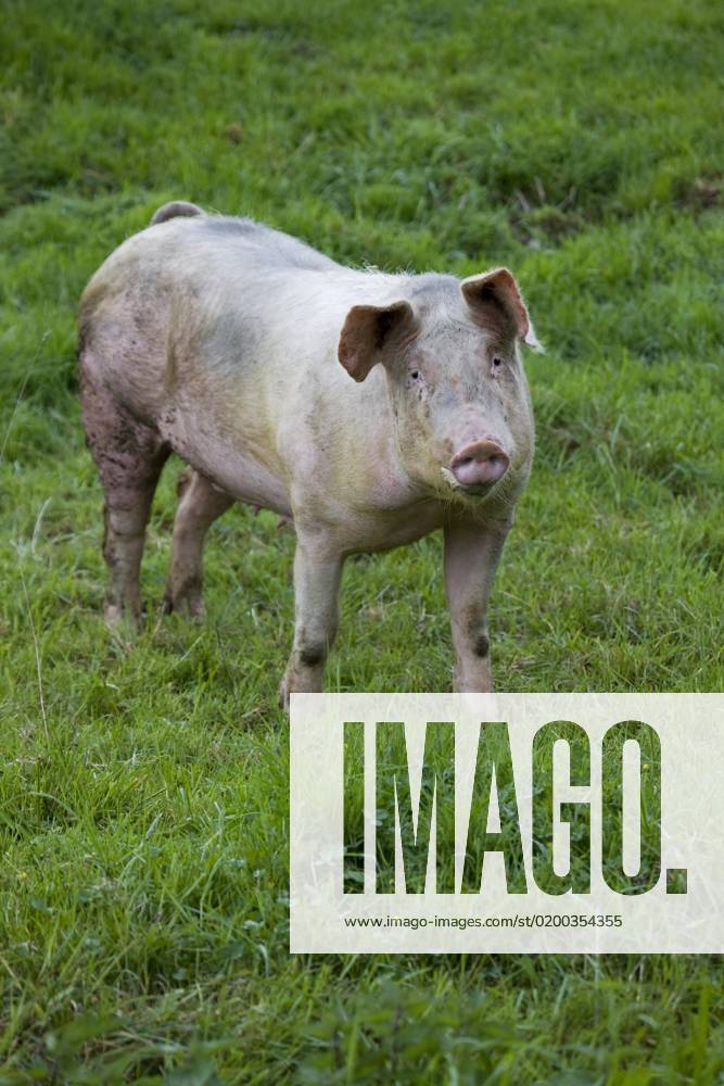 Domestic pig Sus scrofa domesticus , Portrait at Field, Belgium, Europe
